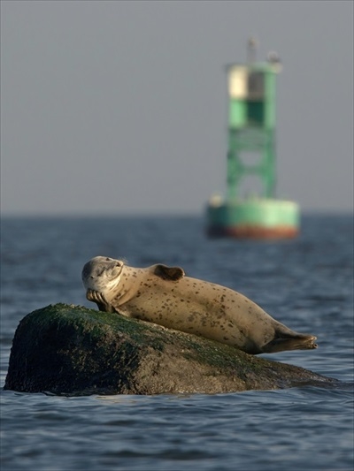 ユニークなシーンを激写!「野生動物面白写真コンテスト」ファイナリスト発表 エアギターなカンガルーやタンゴを踊る馬など41作品