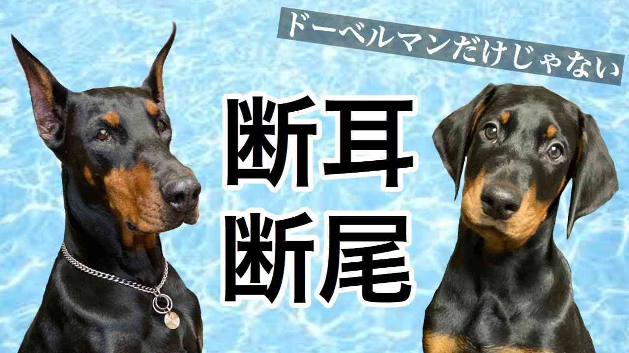 コーギー大好き♡