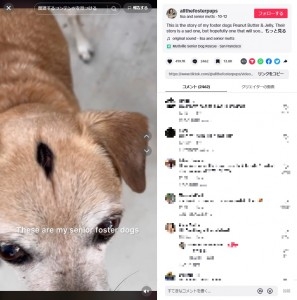 接着剤で頭にアクセサリーを付けられた犬 飼い主の身勝手な行動に怒りの声(米)