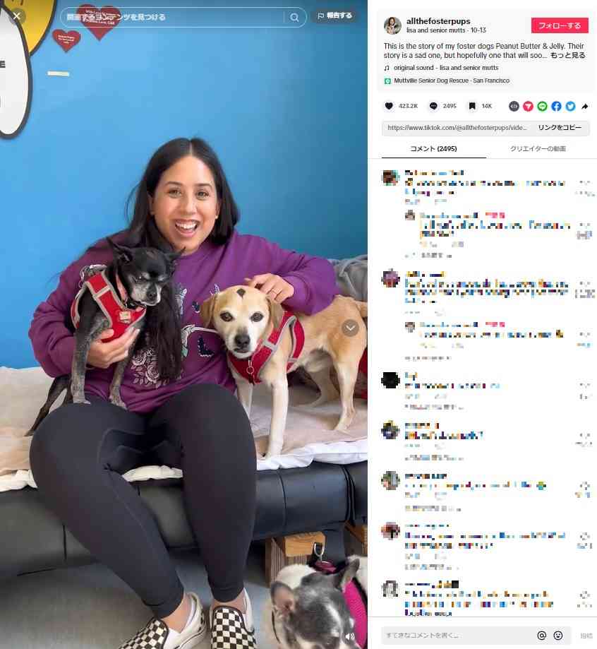 【海外発！Breaking News】接着剤で頭にアクセサリーを付けられた犬　飼い主の身勝手な行動に怒りの声（米）＜動画あり＞ | Techinsight（テックインサイト）|海外セレブ、国内エンタメのオンリーワンをお届けするニュースサイト