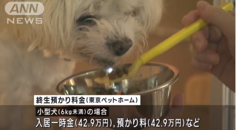 高齢者とペット「老老介護」に支援　犬や猫も長寿命化で新サービス