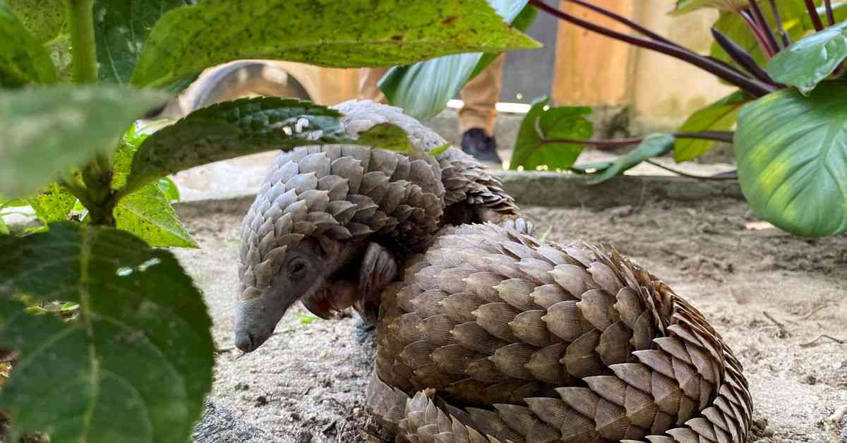 Chinese listed firms used endangered animal parts as ingredients -report | Reuters