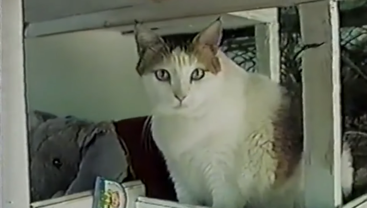 世界最長寿の犬「ボビ」死ぬ　31歳と165日　ポルトガル原産の純血種、平均寿命は12～14歳