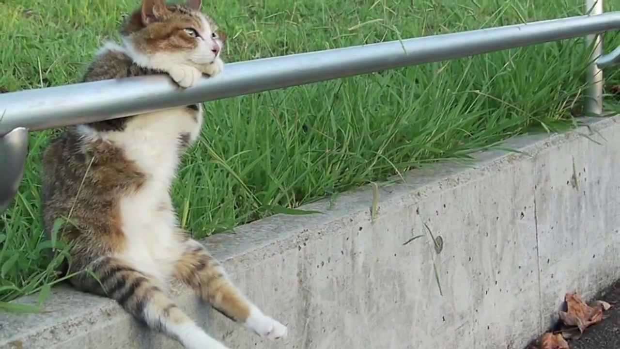 夕暮れの お座り猫ちゃん  高画質版 ／ HD Ver. Cat sitting relaxed - YouTube