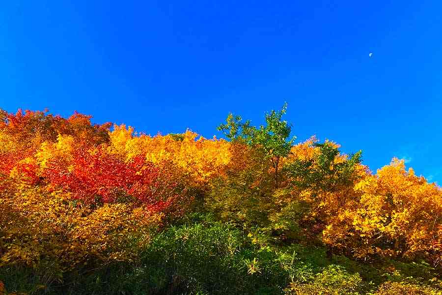 紅葉写真、過度な加工に「詐欺画像」の声 限度が大切? “がっかり観光地化”招くことも