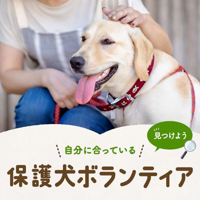 犬を飼う人は認知症の発症リスクが低くなるとの研究結果発表　運動習慣や社会とのつながりが影響か