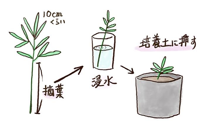 🌿葉挿し•挿し木で育つ植物🌱