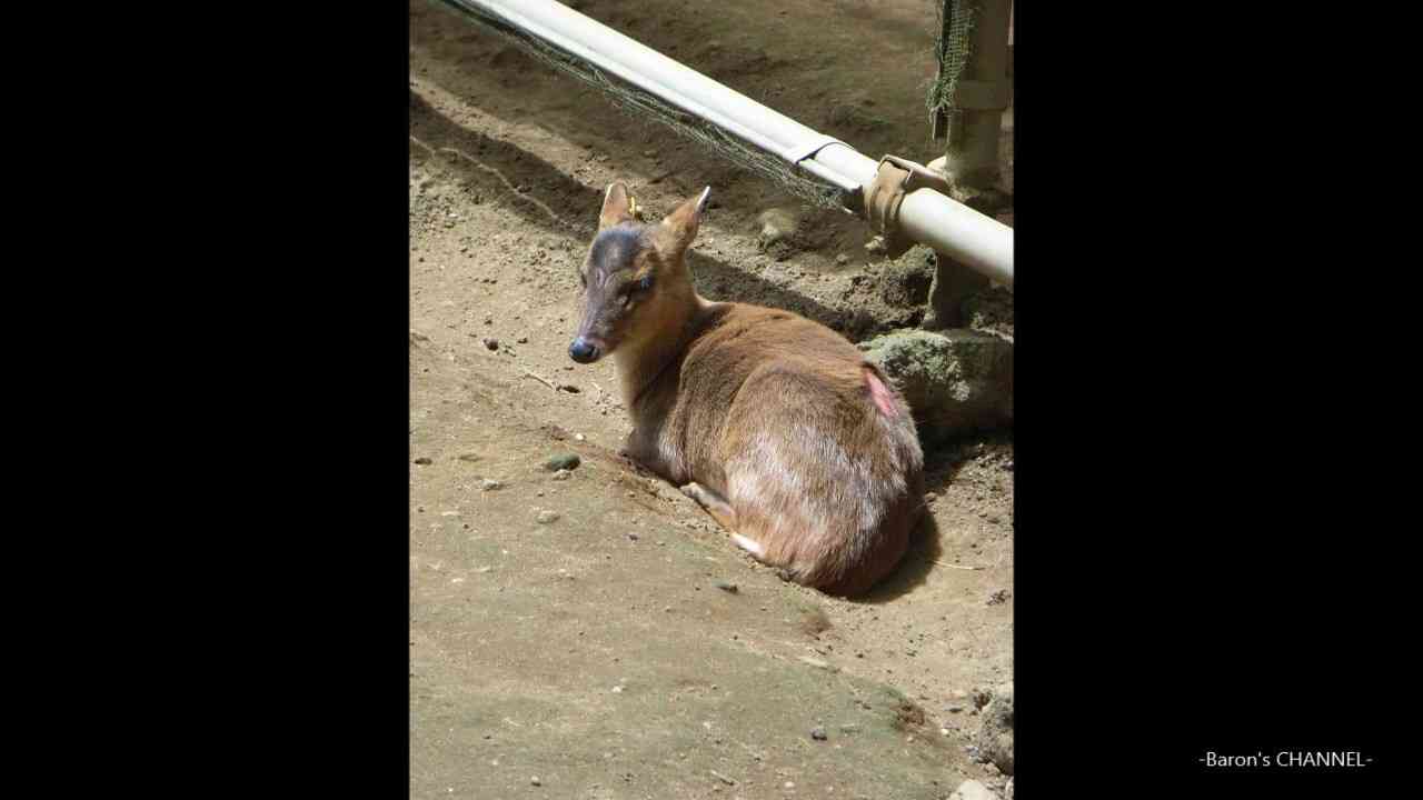 キョンの鳴き声（音声のみ）特定外来生物　千葉県木更津市にて - YouTube
