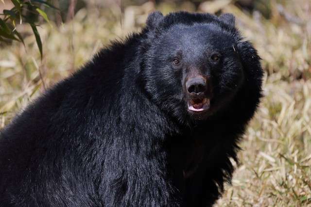 デヴィ夫人「クマを麻酔銃で捕獲し山に帰してあげます」→麻酔銃の「理想と現実」を描いた漫画を読んでほしい（まいどなニュース） - Yahoo!ニュース
