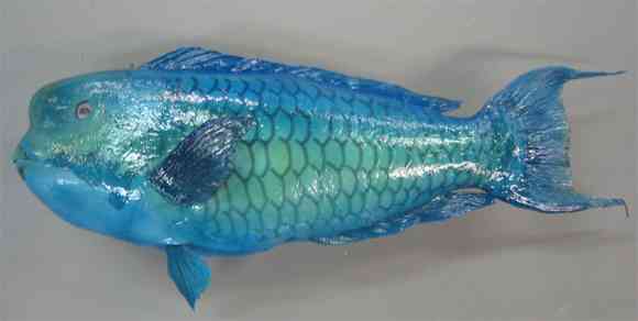 🦀🦑🐟食べたことない海産物🐙🐚🦐