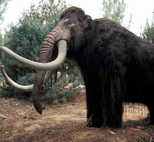 “マンモスの子供”が2028年までに誕生する可能性