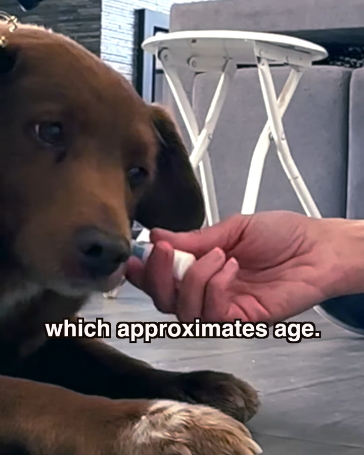 世界最長寿の犬「ボビ」死ぬ　31歳と165日　ポルトガル原産の純血種、平均寿命は12～14歳