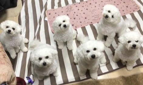 お人形では…? パパの帰りを待つ6匹のビションフリーゼに「これは早く帰宅したくなる」