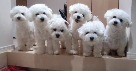 お人形では…？　パパの帰りを待つ6匹のビションフリーゼに「これは早く帰宅したくなる」｜eltha（エルザ）