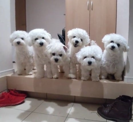 お人形では…？　パパの帰りを待つ6匹のビションフリーゼに「これは早く帰宅したくなる」