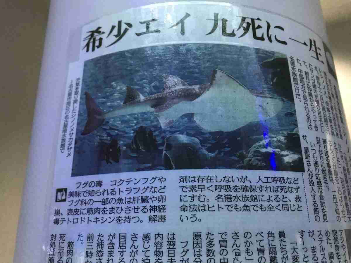 “体の前がエイ 後がサメ”絶滅危惧種エイの赤ちゃん公開 沖縄