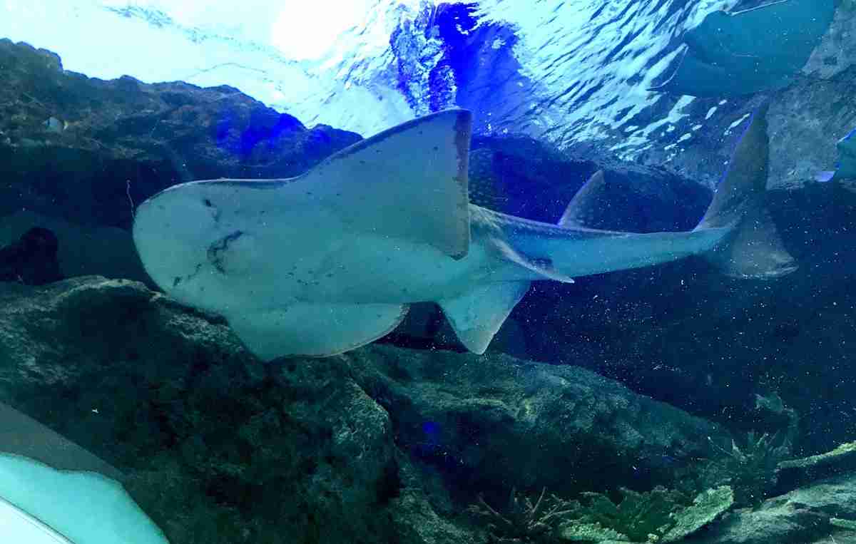 “体の前がエイ 後がサメ”絶滅危惧種エイの赤ちゃん公開 沖縄