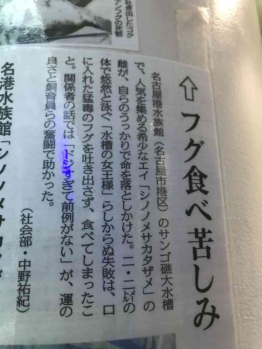 “体の前がエイ 後がサメ”絶滅危惧種エイの赤ちゃん公開 沖縄