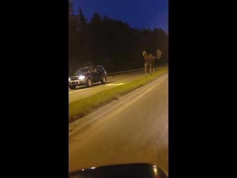 Meanwhile in Alaska: this giant wandering in the streets at midnight... - YouTube