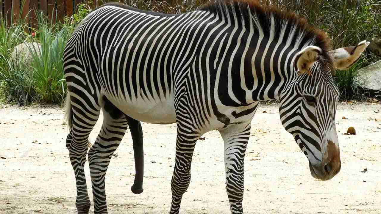 しゅるしゅる縮むシマウマのあそこ/ Shrinking Zebra’s 'thing' - YouTube