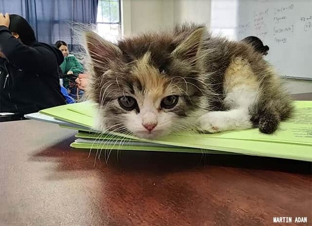 ペットシッターが見つからず生徒が連れてきた子猫の面倒を授業中ずっとみていたヒゲメン大学教授