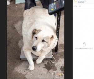 約100キロ！　超肥満体の野良犬に「意図的に太らされたのでは」と獣医（露）