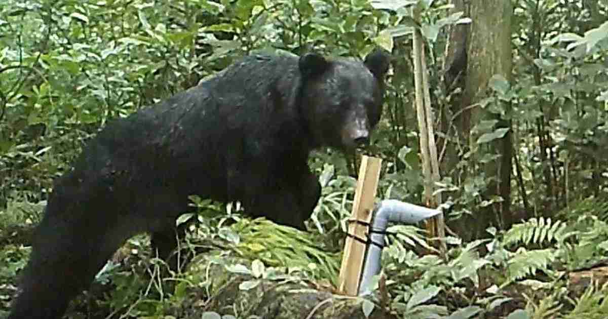 クマの九州上陸はあるのか　山口で生息域拡大　関門海峡泳げる? | 毎日新聞