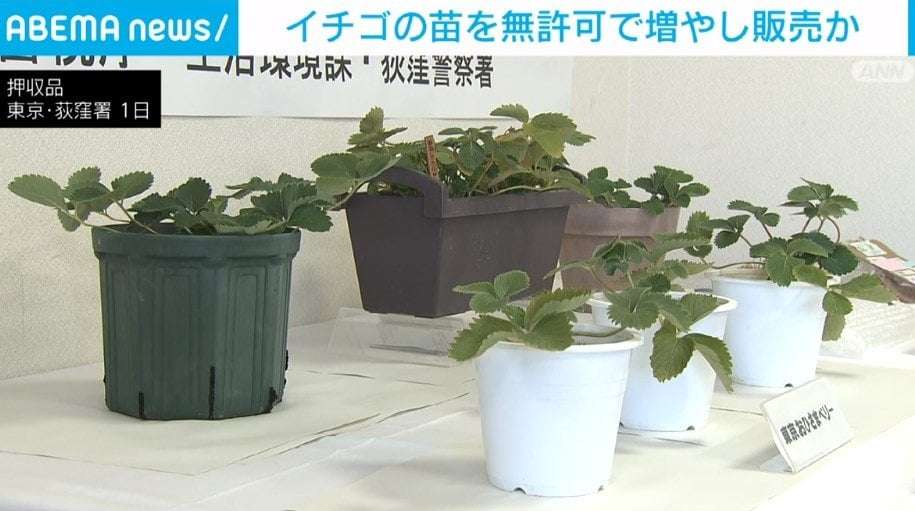 「プチ贅沢ランチをするための小遣い稼ぎだった」イチゴの苗を無許可で増やして販売か 55歳の女性を書類送検 | 国内 | ABEMA TIMES | アベマタイムズ