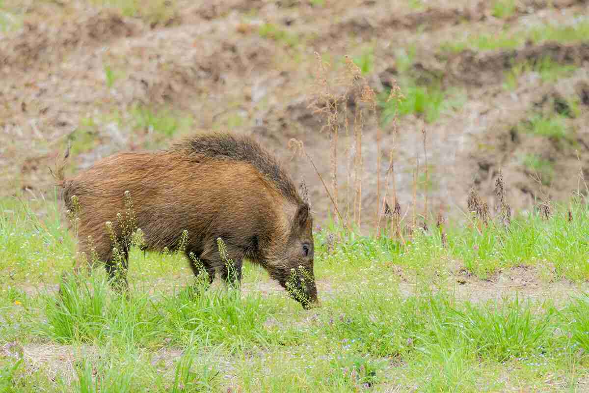 クマだけじゃない「イノシシ被害」の壮絶な実態…作物が食い尽くされて「農業を断念」、自分たちが食べる米が確保できない農家も | デイリー新潮