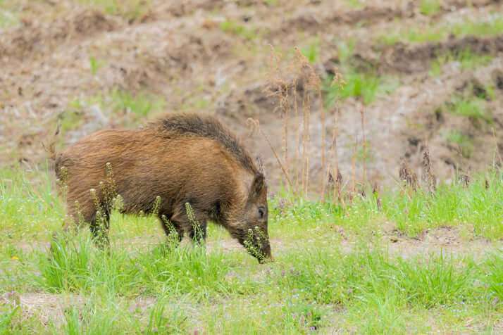 クマだけじゃない「イノシシ被害」の壮絶な実態…作物が食い尽くされて「農業を断念」、自分たちが食べる米が確保できない農家も