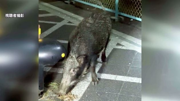 ネコの餌でイノシシ捕獲　飼い主のいないネコにまいた餌の味を覚え連日　街に出没か　静岡・下田市