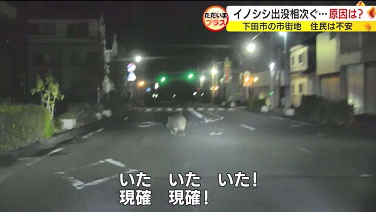 ネコの餌でイノシシ捕獲　飼い主のいないネコにまいた餌の味を覚え連日　街に出没か　静岡・下田市