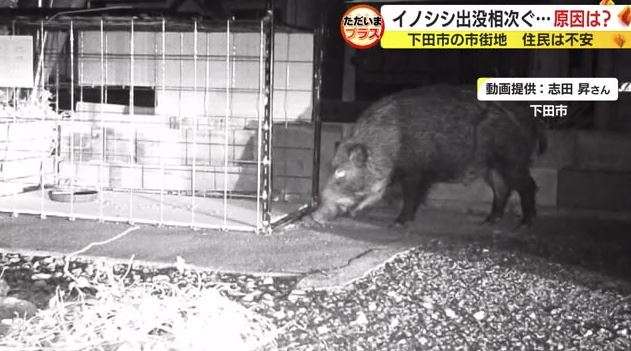 ネコの餌でイノシシ捕獲　飼い主のいないネコにまいた餌の味を覚え連日　街に出没か　静岡・下田市