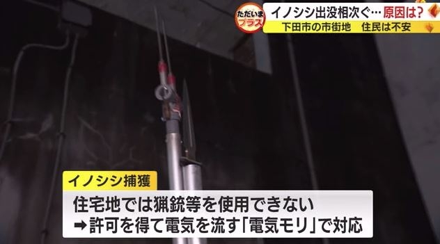 ネコの餌でイノシシ捕獲　飼い主のいないネコにまいた餌の味を覚え連日　街に出没か　静岡・下田市