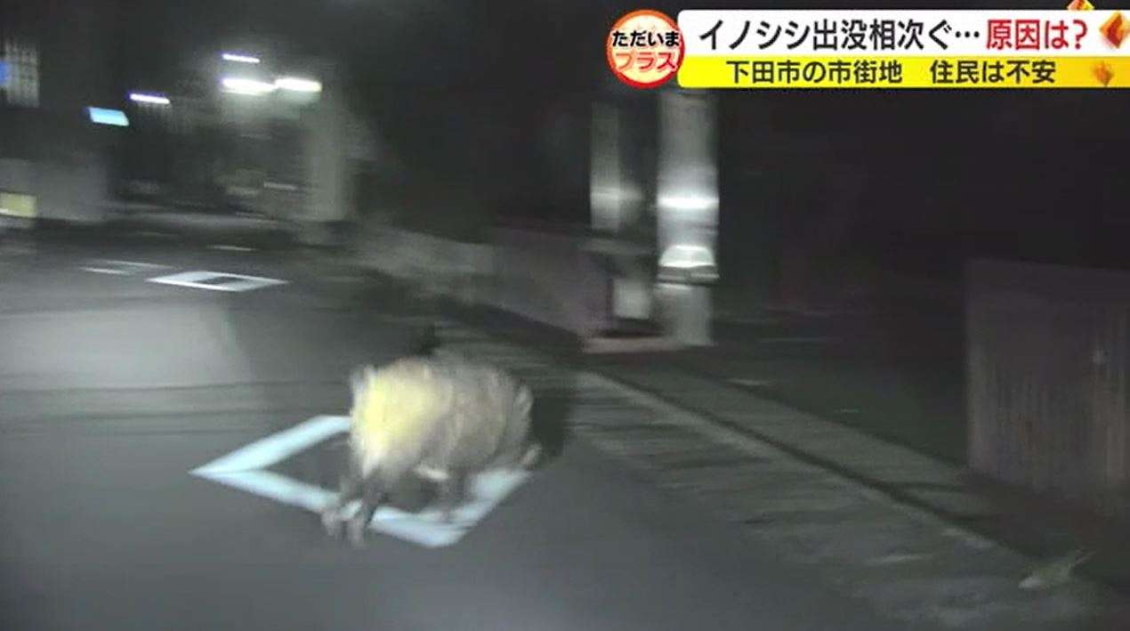 ネコの餌でイノシシ捕獲　飼い主のいないネコにまいた餌の味を覚え連日　街に出没か　静岡・下田市