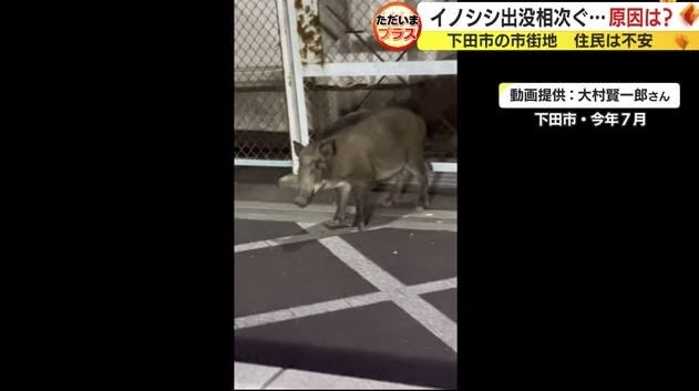 ネコの餌でイノシシ捕獲　飼い主のいないネコにまいた餌の味を覚え連日　街に出没か　静岡・下田市