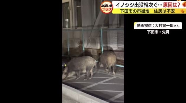 ネコの餌でイノシシ捕獲　飼い主のいないネコにまいた餌の味を覚え連日　街に出没か　静岡・下田市