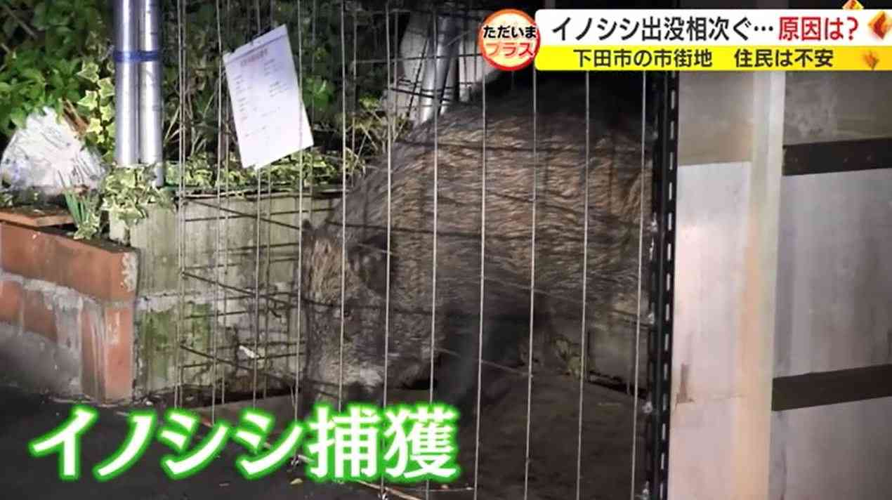 ネコの餌でイノシシ捕獲　飼い主のいないネコにまいた餌の味を覚え連日　街に出没か　静岡・下田市