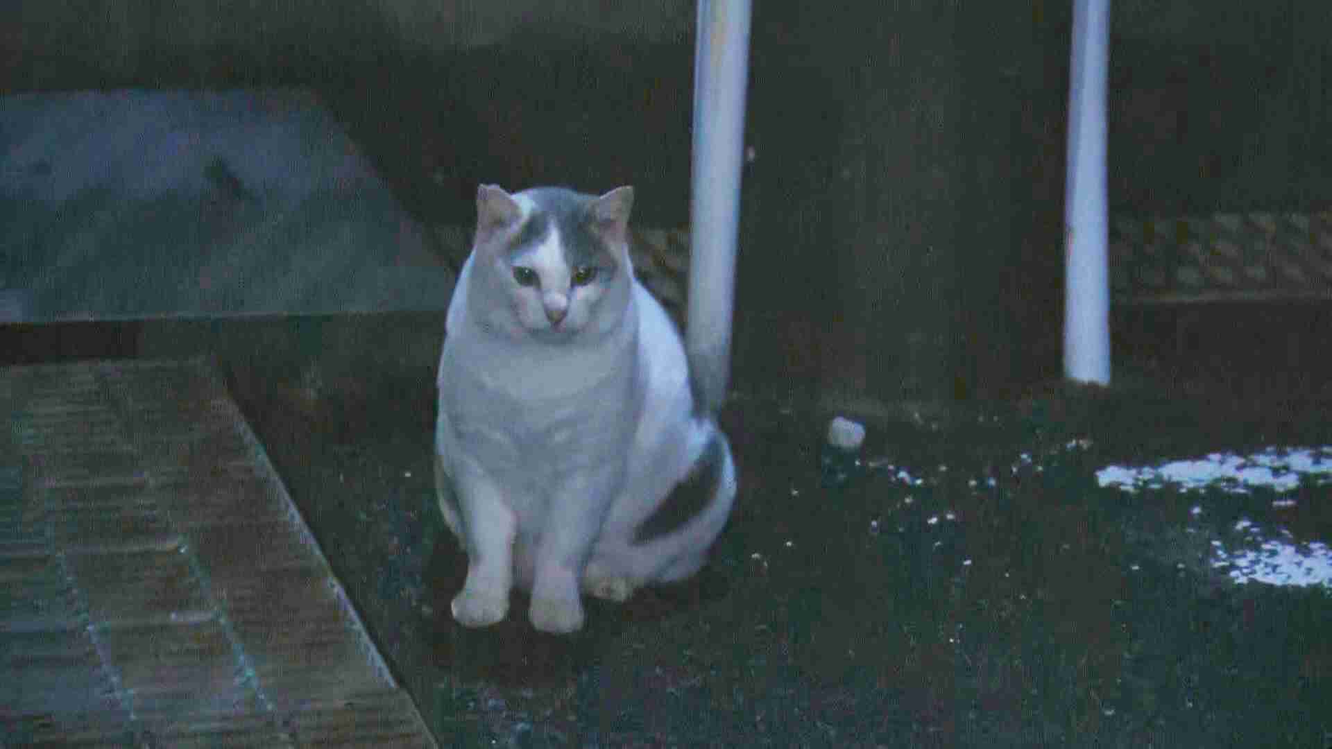ネコの餌でイノシシ捕獲　飼い主のいないネコにまいた餌の味を覚え連日　街に出没か　静岡・下田市