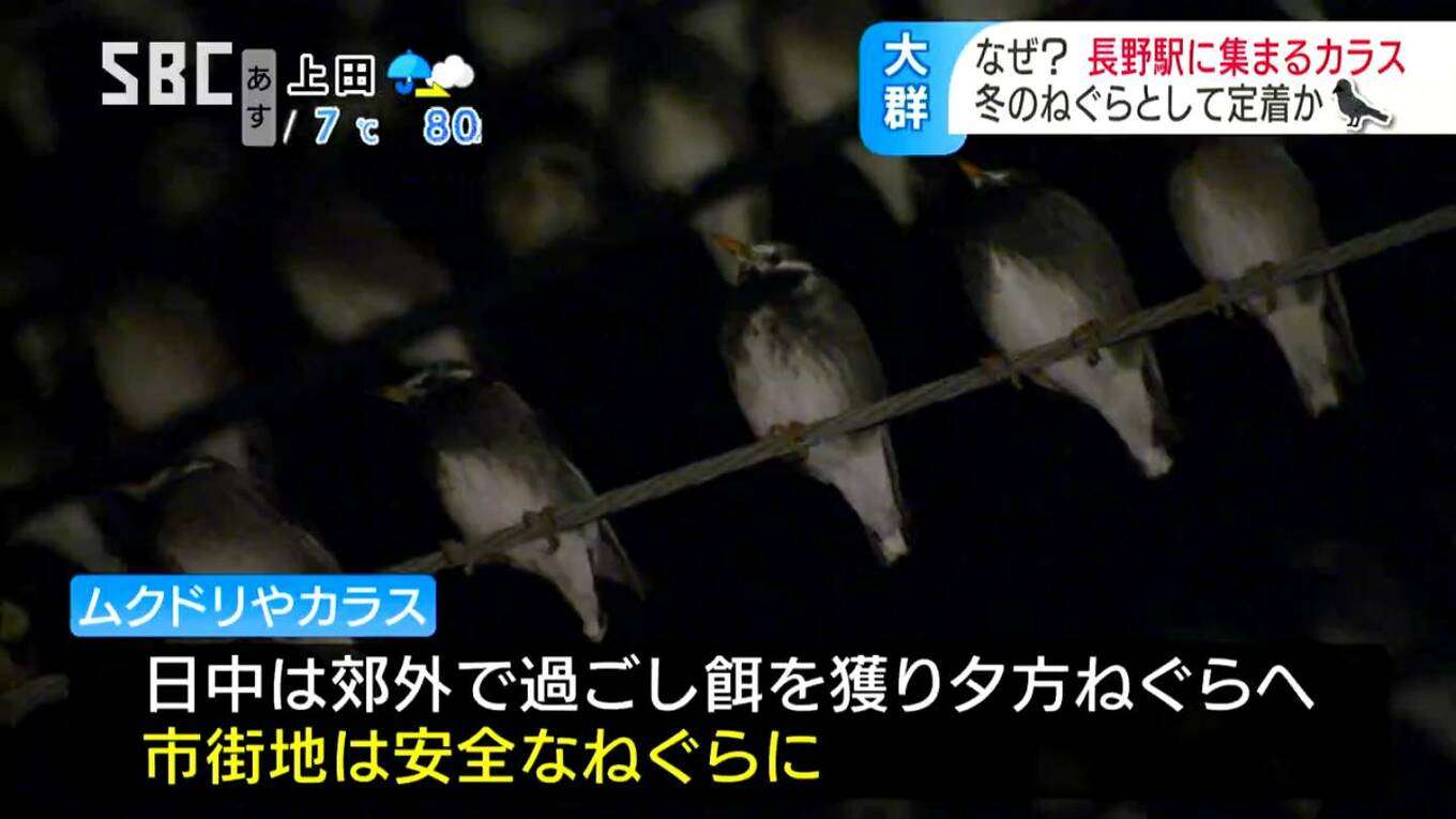 駅前に集う「カラス大群」の謎…なぜ?冬場に増える…耳障りな鳴き声とフン害に住民から「怖い!」の声が…異様な光景のワケを専門家に聞くと