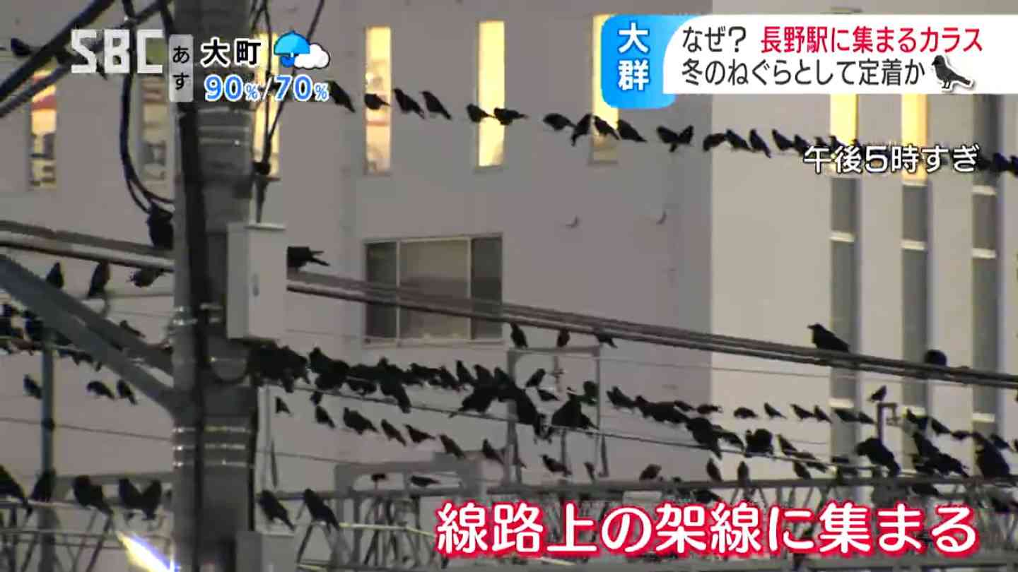 駅前に集う「カラス大群」の謎…なぜ?冬場に増える…耳障りな鳴き声とフン害に住民から「怖い!」の声が…異様な光景のワケを専門家に聞くと