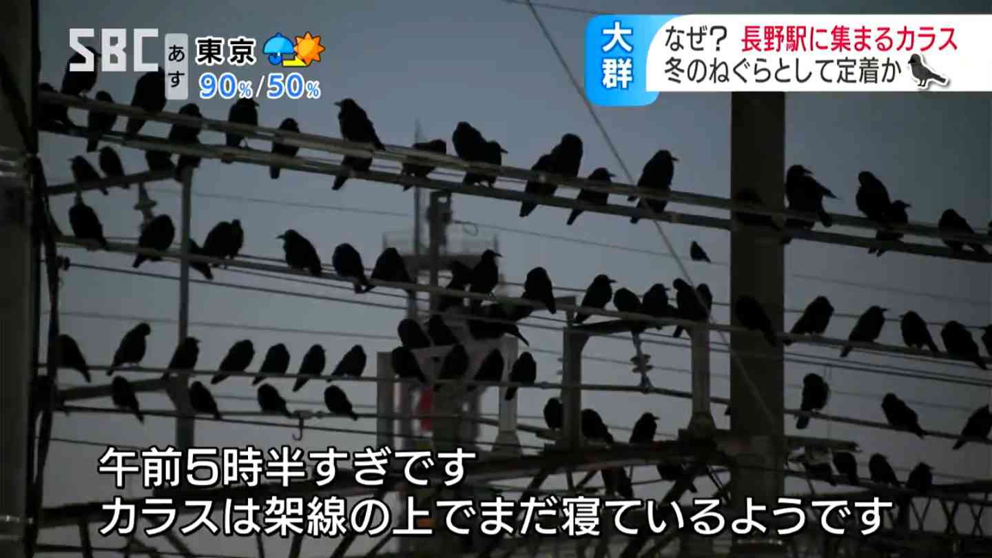 駅前に集う「カラス大群」の謎…なぜ?冬場に増える…耳障りな鳴き声とフン害に住民から「怖い!」の声が…異様な光景のワケを専門家に聞くと