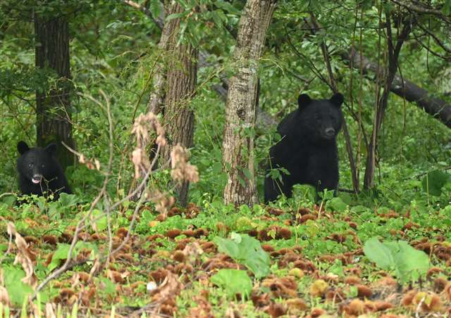 大仙市で４０代男性、クマに襲われけが｜秋田魁新報電子版