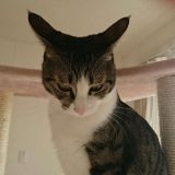 何でガルちゃんで2番目にコメントするのに必死な人がいるのかわからん笑数字へのこ... | ガールズちゃんねる - Girls Channel -