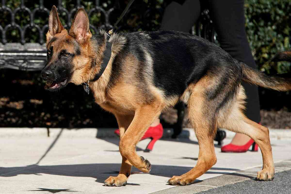 バイデン大統領の「愛犬」がホワイトハウスを“追放”　警護隊にかみつきまくる癖はなぜ治らなかったのか（AERA dot.） - Yahoo!ニュース