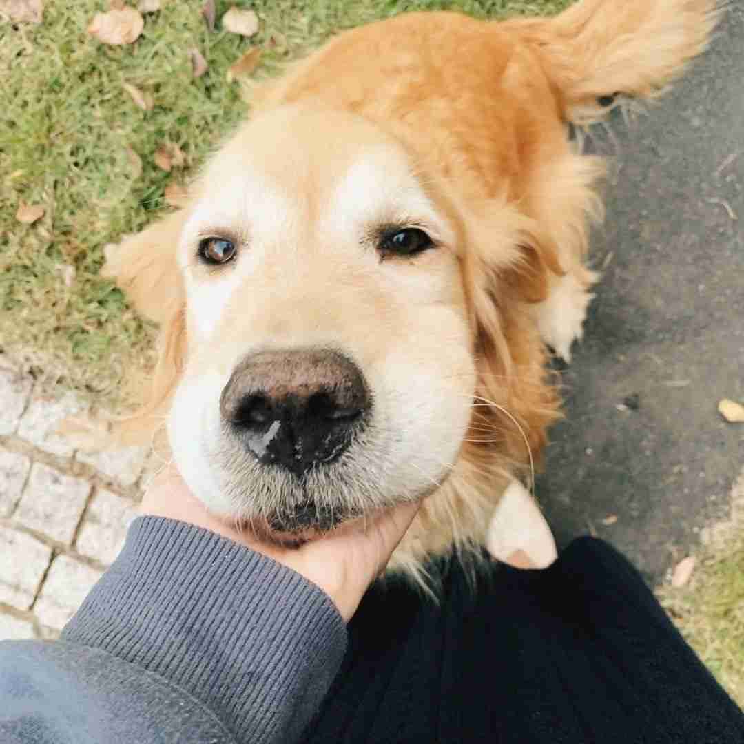 「全国の宿 自慢の看板犬ランキング」2023発表　2位は栃木・那須温泉のゴールデンレトリバー、1位は？