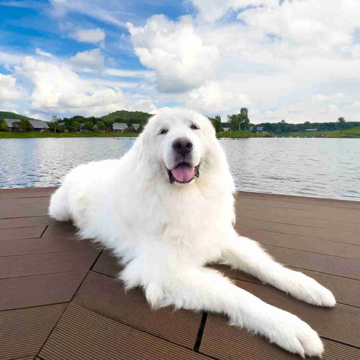 「全国の宿 自慢の看板犬ランキング」2023発表　2位は栃木・那須温泉のゴールデンレトリバー、1位は？