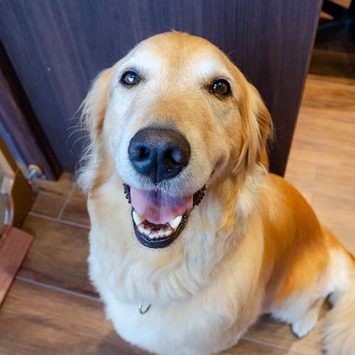 「全国の宿 自慢の看板犬ランキング」2023発表　2位は栃木・那須温泉のゴールデンレトリバー、1位は？