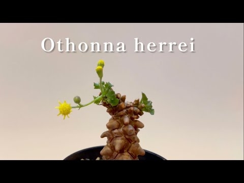 【Othonna herreiオトンナ・ヘレー】 - YouTube