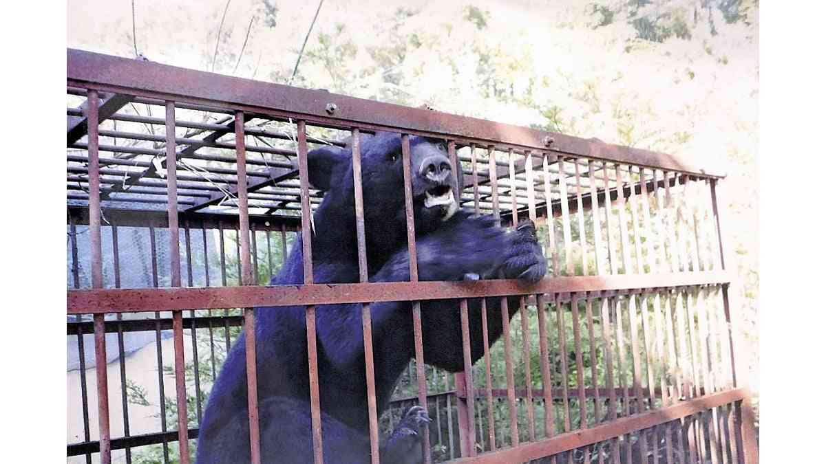 クマにひっかかれ、顔半分の皮がはがれ落ちる…被害の女性「鈴もスプレーも役に立たなかった」 : 読売新聞